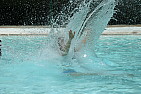 img_1251.jpg